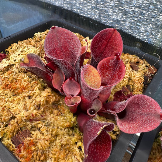 Heliamphora minor var. pilosa - Auyan - Clone 1 - AW