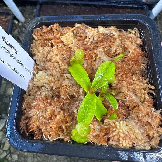 Nepenthes inermis - Clone 11 - Gunung Gadut - AW