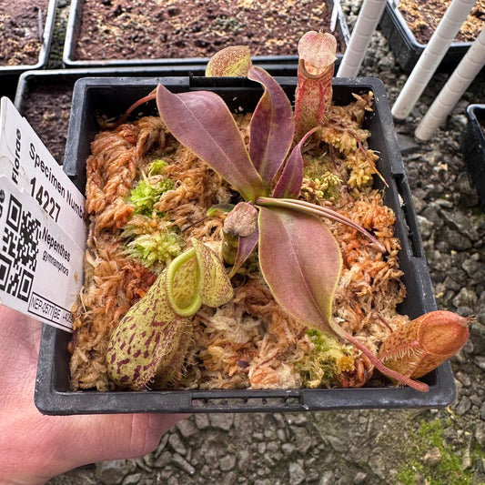 Nepenthes gymnamphora - Gunung Talakmau - BE4059