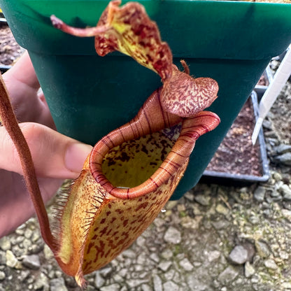 Nepenthes eymae - Clone 7 - Sulawesi - AW