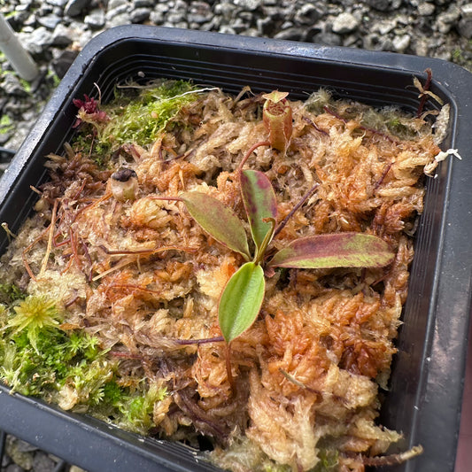 Nepenthes attenboroughii - Seed Grown Plant - Mt Victoria - JH