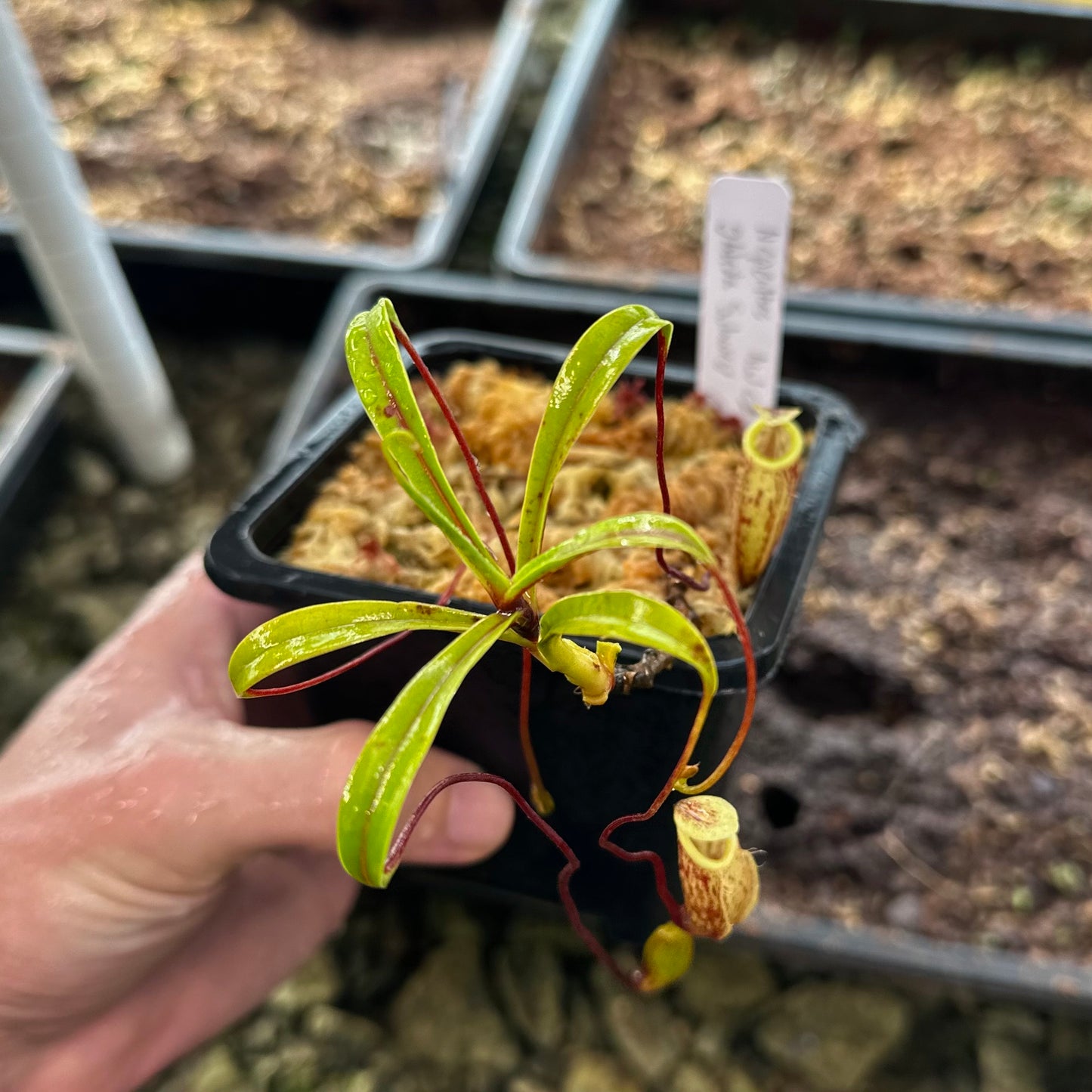 Nepenthes glabrata - Clone 1 - Gunung Katopasa - AW