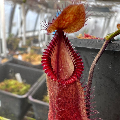 Nepenthes diabolica x hamata - Clone 1 - AW