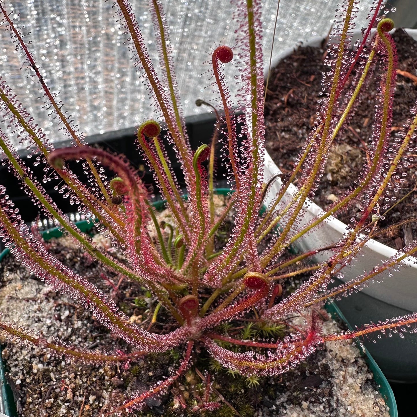 Drosera filiformis var. floridana - Florida Threadleaf Sundew