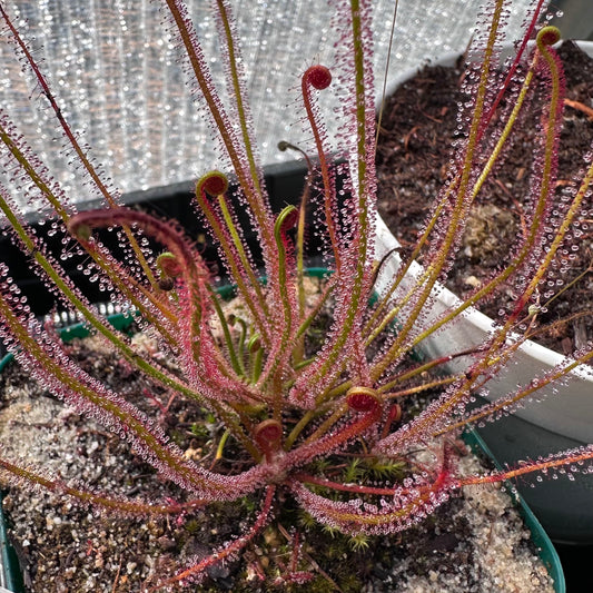 Drosera filiformis var. floridana - Florida Threadleaf Sundew
