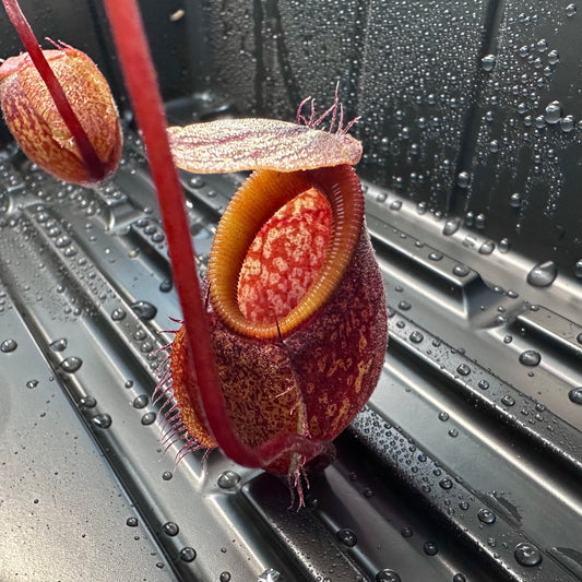 Nepenthes undulatifolia - Seed Grown Plant - Sulawesi - AW