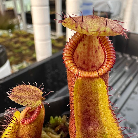 Nepenthes robcantleyi x diabolica - Seed Grown Plant - AW