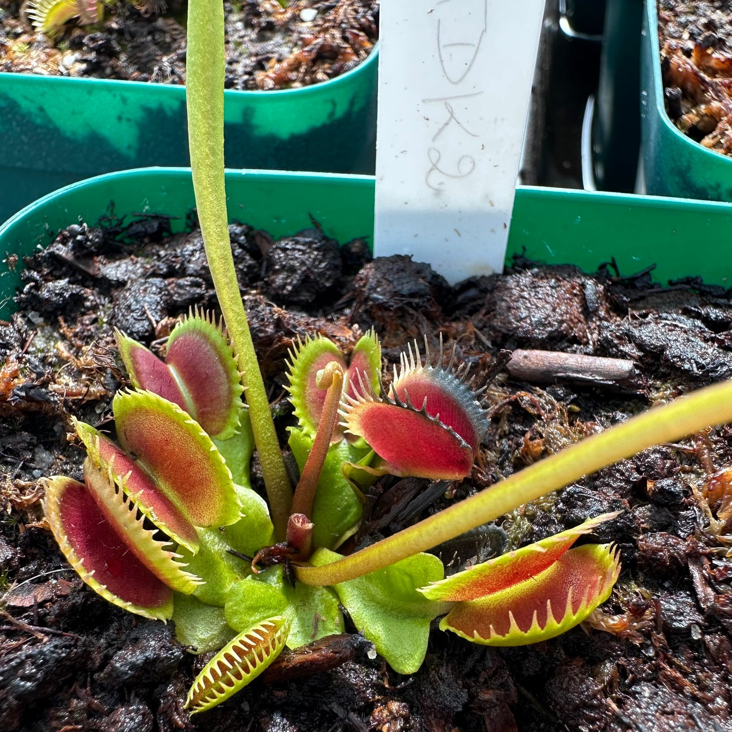 Dionaea muscipula - Venus Flytrap - 'TDK2' - Rooted Division - JH