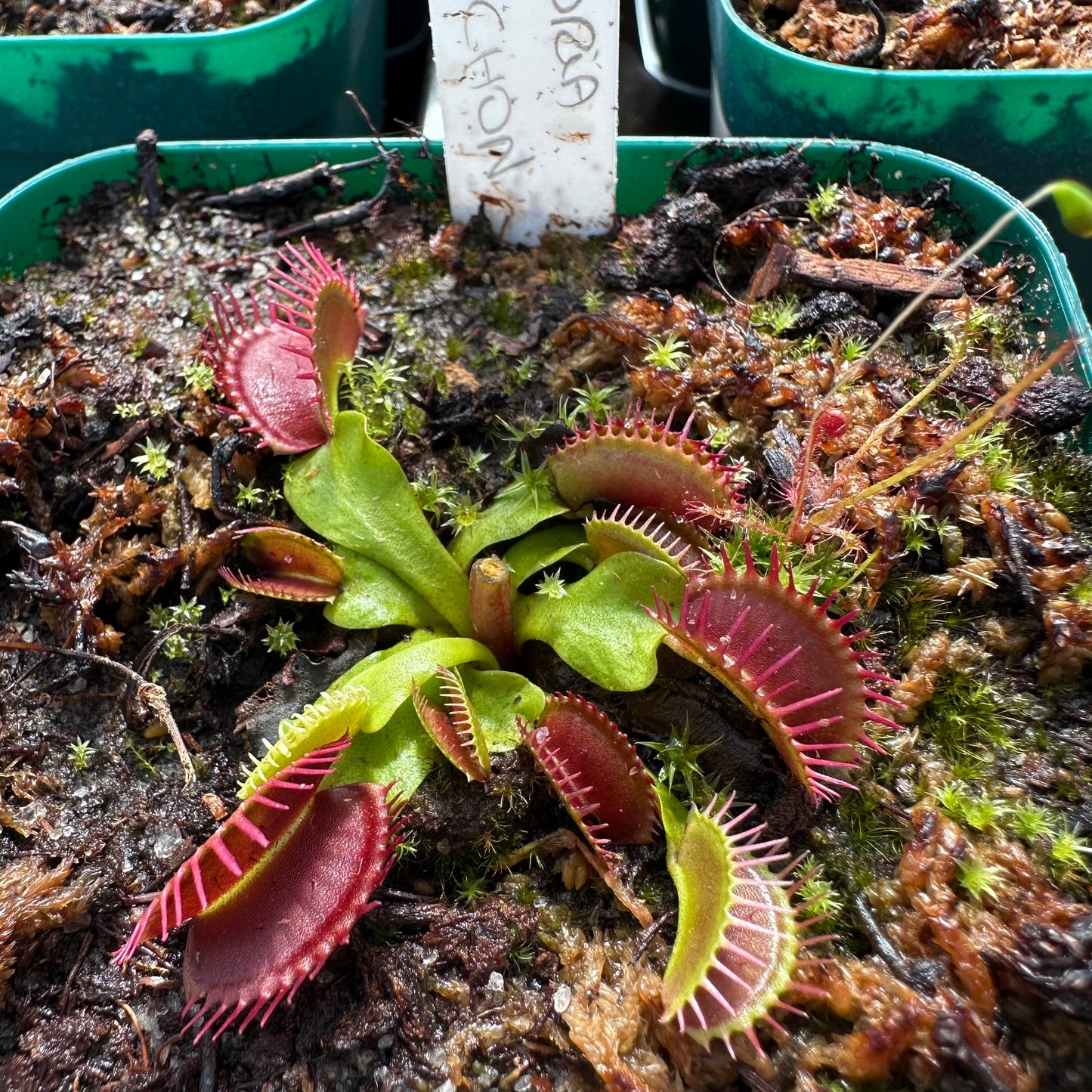 Dionaea muscipula - Venus Flytrap - 'Carnivoria Plomochon' - Rooted Division - JH