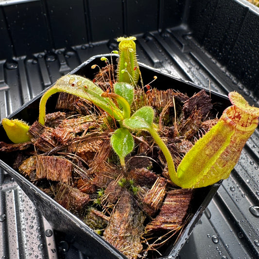 Nepenthes (lowii x x Tiveyi) x (platychila x lowii) - Seed Grown Plant #12 - David S