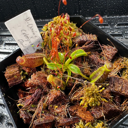 Nepenthes (lowii x x Tiveyi) x (platychila x lowii) - Seed Grown Plant #13 - David S