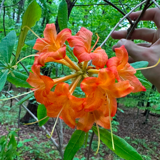 Rhododendron flammeum - Oconee Azalea - Fulton County, GA Ecotype - Seedling