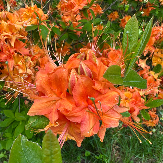 Rhododendron calendulaceum - Flame Azalea - Rabun County, GA Ecotype - Seedling