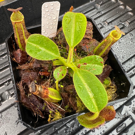 Nepenthes (lowii x x Tiveyi) x (platychila x lowii) - Seed Grown Plant #10 - David S