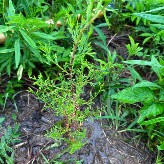 Chamaecyparis thyoides - New Jersey Ecotype - Atlantic White Cedar Tree - Seedling