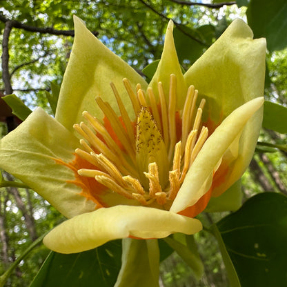 Liriodendron tulipifera - Tulip Poplar Tree - Seedling