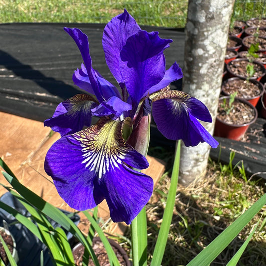 Iris prismatica - Slender Blue Iris - Southern Ecotype - Rooted Division