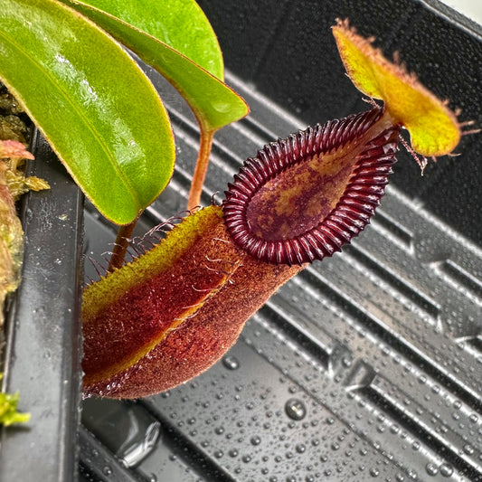 Nepenthes robcantleyi x diabolica - Seed Grown Plant - AW