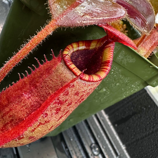 Nepenthes rajah x veitchii 'Gold Rush' - Seed Grown Plant - BE 4603