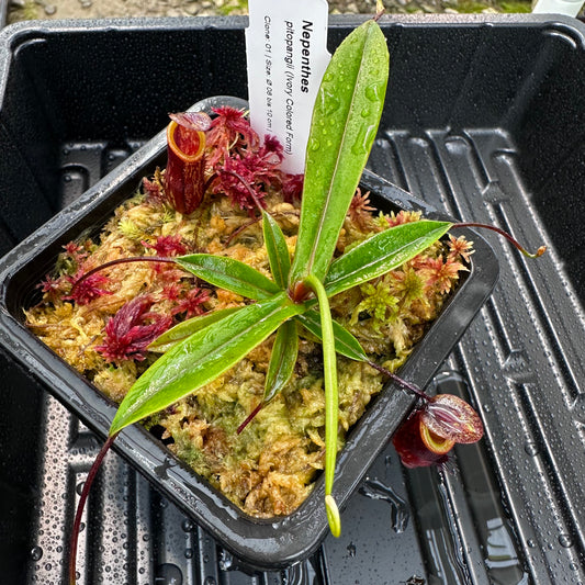 Nepenthes pitopangii (Ivory Colored Form) - Clone 1 - AW