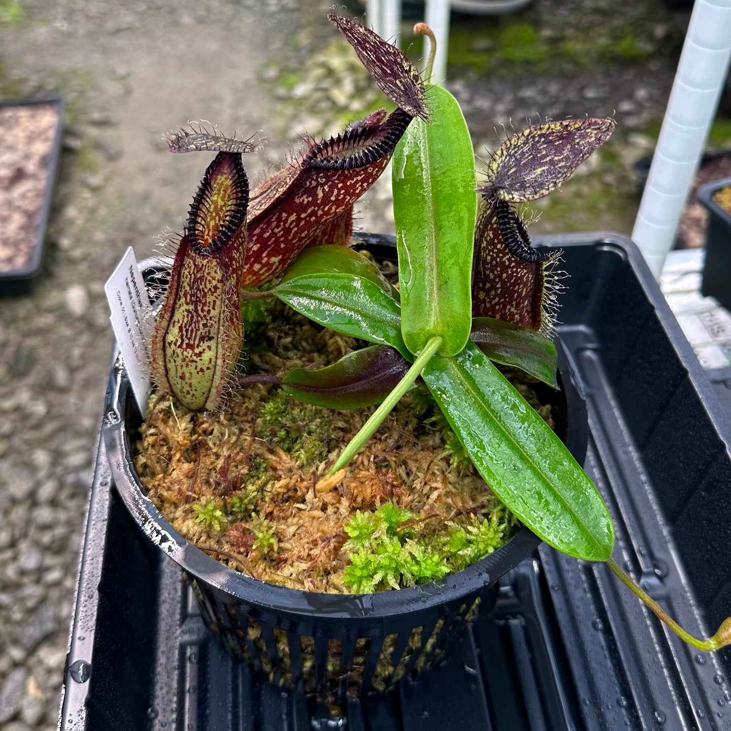 Nepenthes hamata - Clone 1 - Gunung Lumut - AW