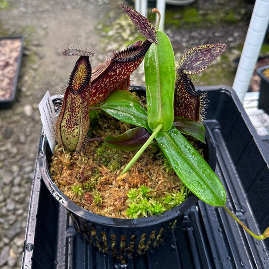 Nepenthes hamata - Clone 1 - Gunung Lumut - AW