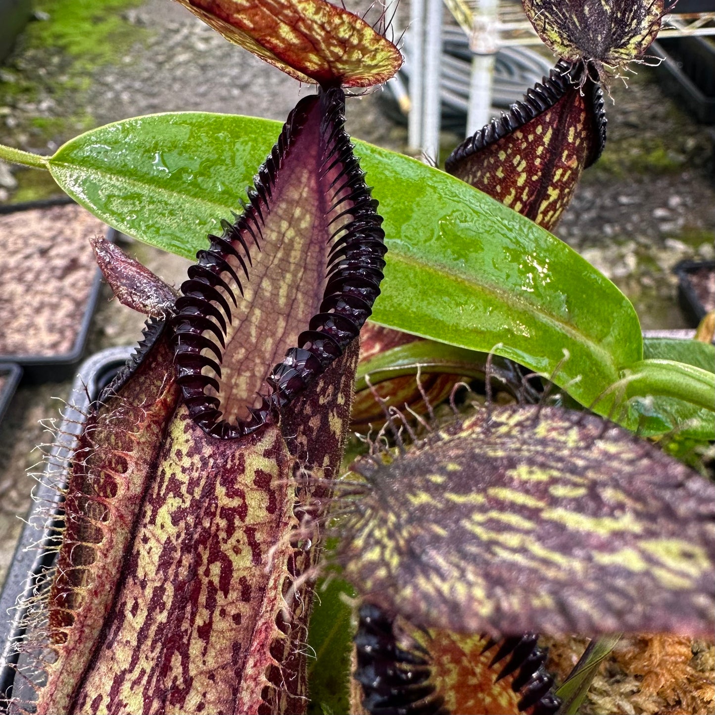 Nepenthes hamata - Clone 1 - Gunung Lumut - AW