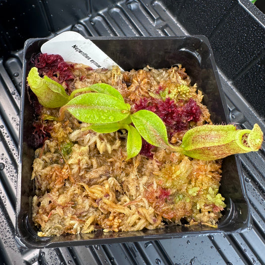 Nepenthes eymae - Lumut - EP Horticultural