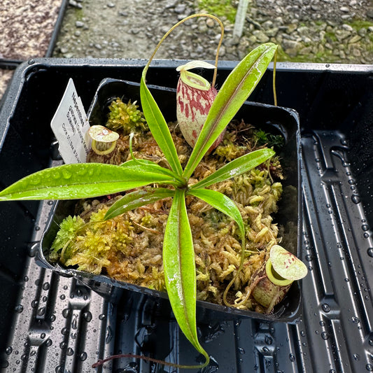 Nepenthes glabrata - Clone 1 - Gunung Katopasa - AW
