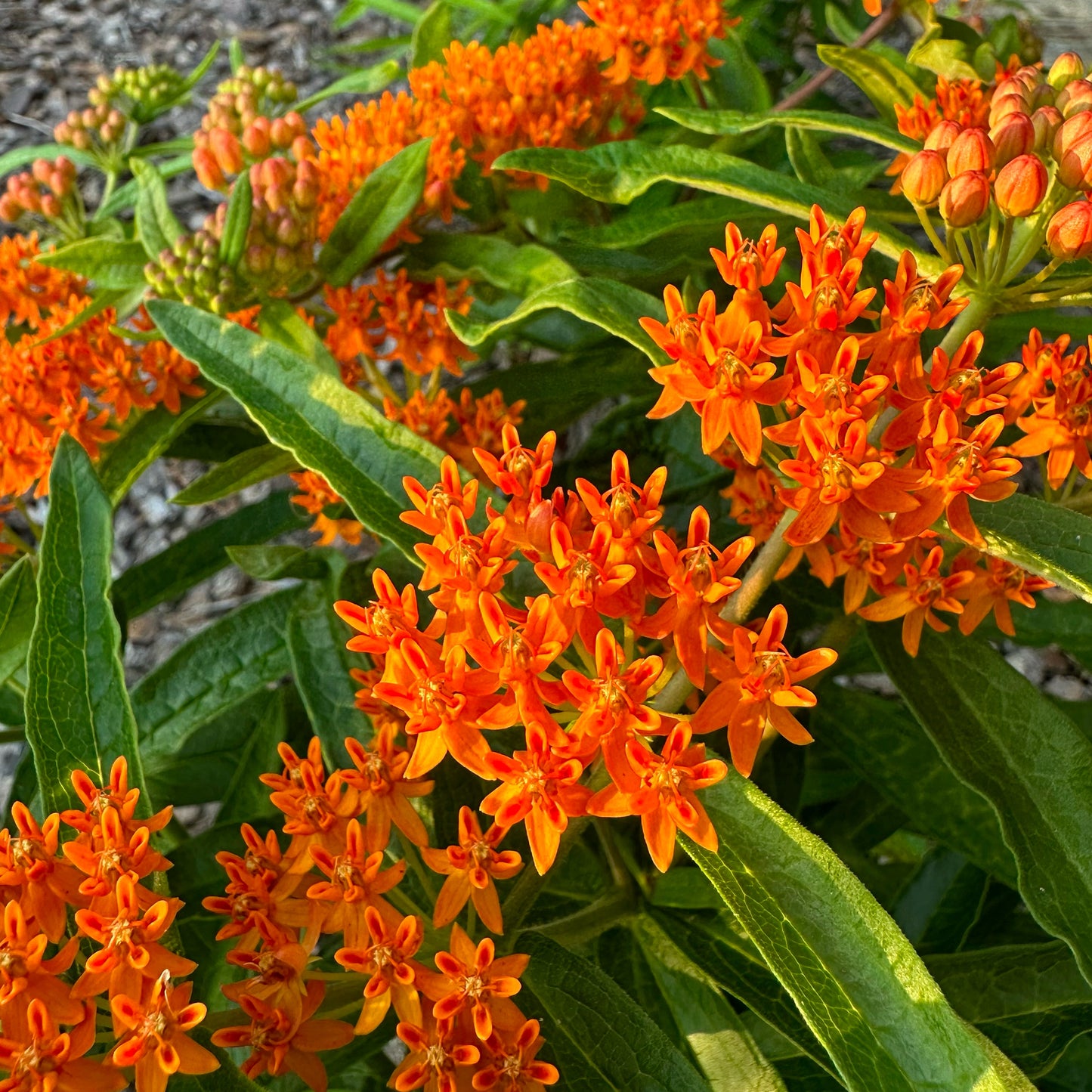 Asclepias tuberosa - Butterfly Weed - 30+ Seeds - Forsyth County, GA Ecotype